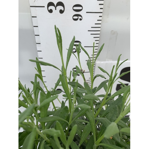 47 - TWO LAVENDER 'AUGUSTFOLIA' STANDARD TREES APPROX 90CM IN HEIGHT IN 3LTR POTS PLUS VAT TO BE SOLD FOR... 