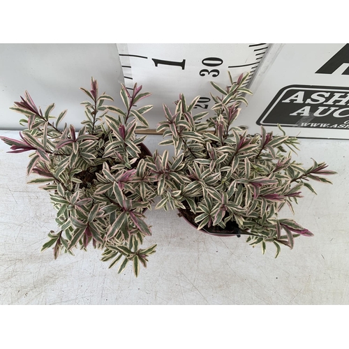 48 - TWO HEBES MAGICOLOURS 'HEARTBREAKER' APPROX 30CM IN HEIGHT IN 2 LTR POTS PLUS VAT TO BE SOLD FOR THE... 