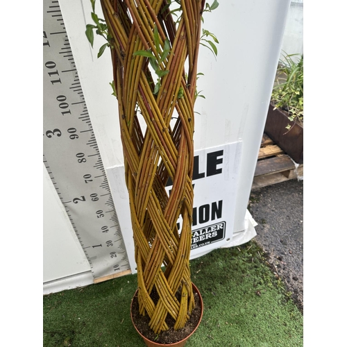 51 - A PAIR OF SALIX LIVING WILLOW EXCLUSIVE IN 7.5 LTR POTS OVER 200 CM TALL TO BE SOLD FOR THE PAIR PLU... 