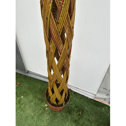 51 - A PAIR OF SALIX LIVING WILLOW EXCLUSIVE IN 7.5 LTR POTS OVER 200 CM TALL TO BE SOLD FOR THE PAIR PLU... 