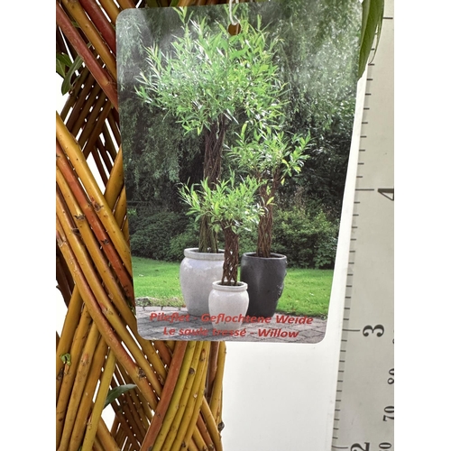 51 - A PAIR OF SALIX LIVING WILLOW EXCLUSIVE IN 7.5 LTR POTS OVER 200 CM TALL TO BE SOLD FOR THE PAIR PLU... 