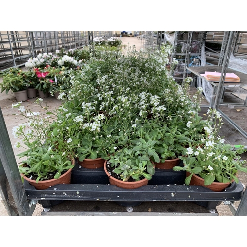 52 - SIXTEEN POTS OF WHITE ARABIS TO BE SOLD FOR SIXTEEN PLUS VAT