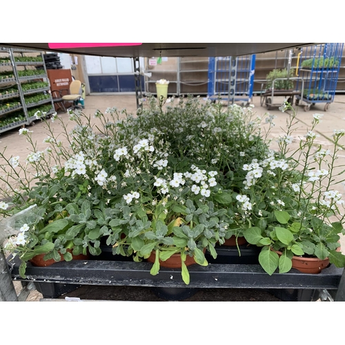 53 - SIXTEEN POTS OF WHITE ARABIS TO BE SOLD FOR SIXTEEN PLUS VAT