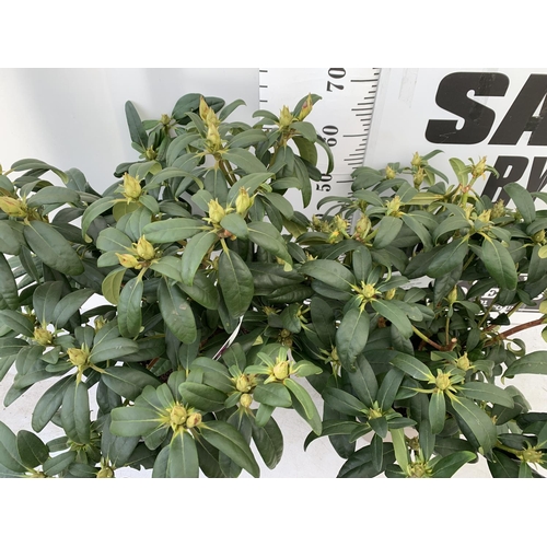 59 - TWO LARGE RHODODENDRONS LIBRETTO PURPLE IN 7.5 LTR POTS APPROX 70CM IN HEIGHT PLUS VAT TO BE SOLD FO... 