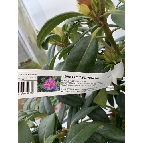 59 - TWO LARGE RHODODENDRONS LIBRETTO PURPLE IN 7.5 LTR POTS APPROX 70CM IN HEIGHT PLUS VAT TO BE SOLD FO... 