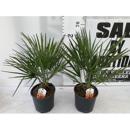 6 - TWO CHAMAEROPS HUMILIS HARDY IN 3 LTR POTS APPROX 70CM IN HEIGHT PLUS VAT TO BE SOLD FOR THE TWO