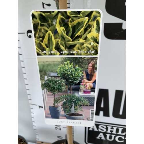 73 - TWO EUONYMUS JAPONICUS 'MARIEKE' STANDARD TREES APPROX 100CM IN HEIGHT IN 3LTR POTS PLUS VAT TO BE S... 