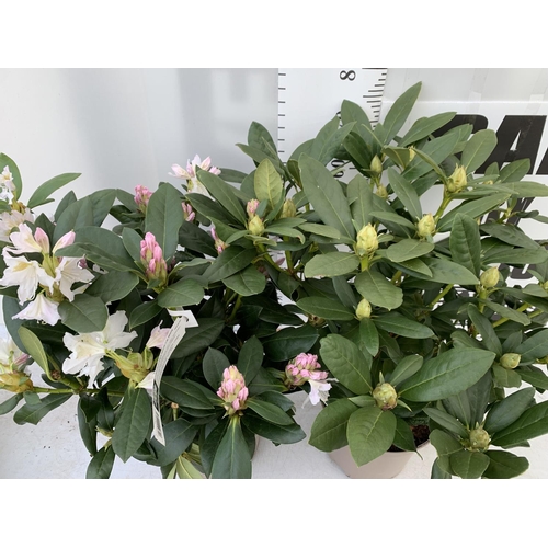 74 - TWO LARGE RHODODENDRONS CUNNINGHAM'S WHITE IN 7.5 LTR POTS APPROX 70CM IN HEIGHT PLUS VAT TO BE SOLD... 