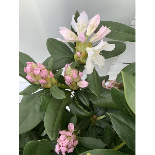 74 - TWO LARGE RHODODENDRONS CUNNINGHAM'S WHITE IN 7.5 LTR POTS APPROX 70CM IN HEIGHT PLUS VAT TO BE SOLD... 