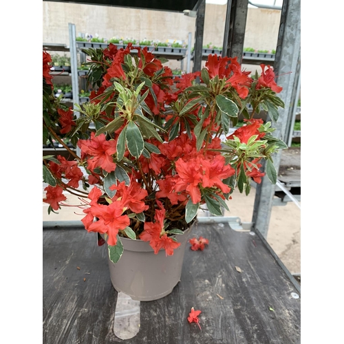 75 - THREE AZALEA JAPONICA HOT SHOT VARIEGATA TO BE SOLD FOR THE THREE PLUS VAT