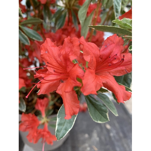 75 - THREE AZALEA JAPONICA HOT SHOT VARIEGATA TO BE SOLD FOR THE THREE PLUS VAT