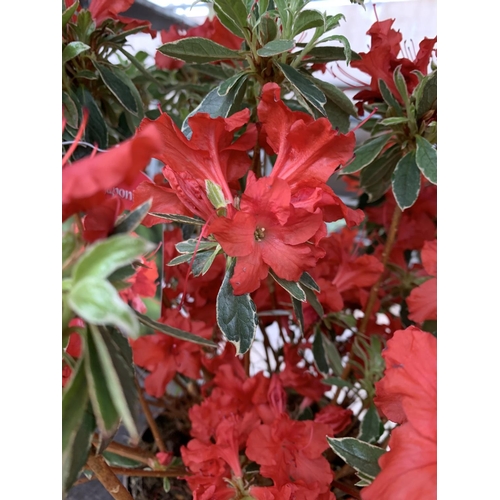 75 - THREE AZALEA JAPONICA HOT SHOT VARIEGATA TO BE SOLD FOR THE THREE PLUS VAT