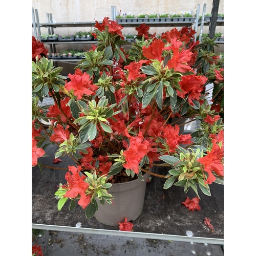 76 - THREE AZALEA JAPONICA HOT SHOT VARIEGATA TO BE SOLD FOR THE THREE PLUS VAT