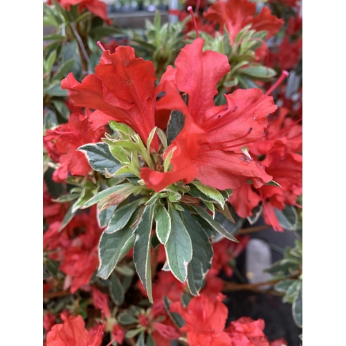 76 - THREE AZALEA JAPONICA HOT SHOT VARIEGATA TO BE SOLD FOR THE THREE PLUS VAT