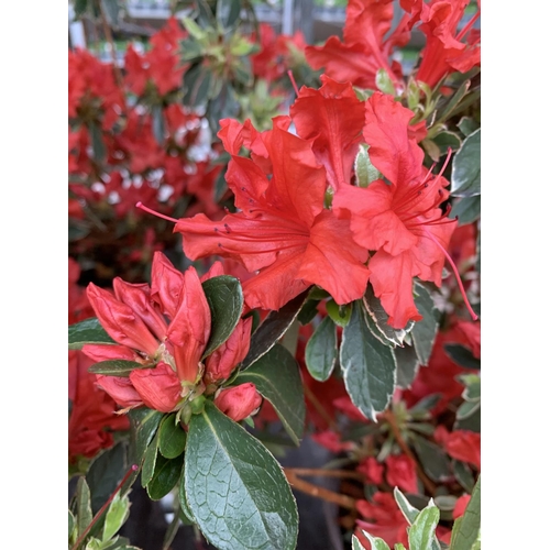 76 - THREE AZALEA JAPONICA HOT SHOT VARIEGATA TO BE SOLD FOR THE THREE PLUS VAT