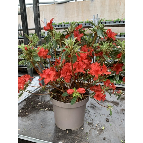 77 - THREE AZALEA JAPONICA HOT SHOT VARIEGATA TO BE SOLD FOR THE THREE PLUS VAT