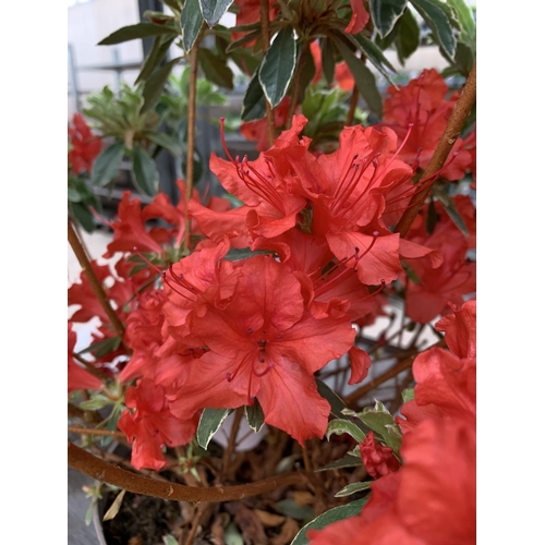 77 - THREE AZALEA JAPONICA HOT SHOT VARIEGATA TO BE SOLD FOR THE THREE PLUS VAT