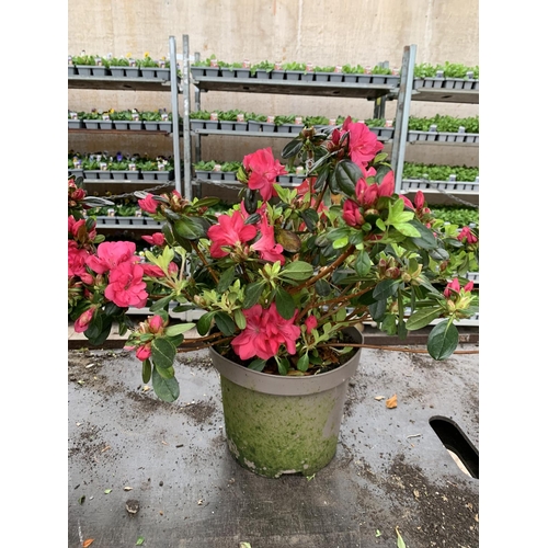 78 - THREE AZALEA JAPONICA MOEDERKENSDAG IN 2 LTR POTS TO BE SOLD FOR THE THREE PLUS VAT