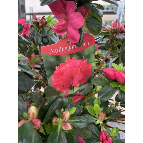 78 - THREE AZALEA JAPONICA MOEDERKENSDAG IN 2 LTR POTS TO BE SOLD FOR THE THREE PLUS VAT