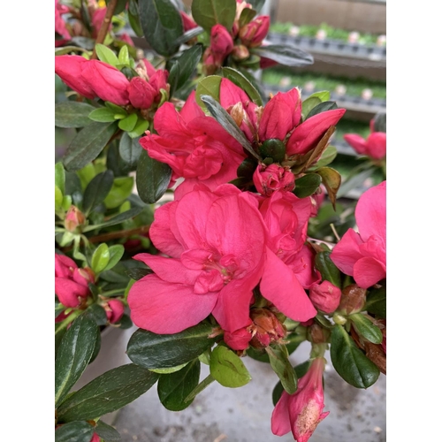 78 - THREE AZALEA JAPONICA MOEDERKENSDAG IN 2 LTR POTS TO BE SOLD FOR THE THREE PLUS VAT