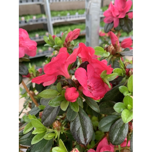 78 - THREE AZALEA JAPONICA MOEDERKENSDAG IN 2 LTR POTS TO BE SOLD FOR THE THREE PLUS VAT