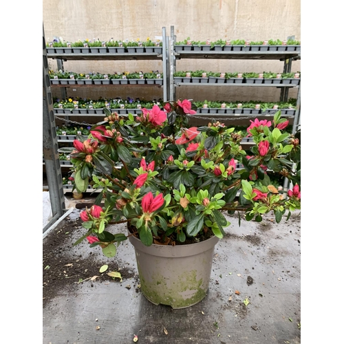 79 - THREE AZALEA JAPONICA MOEDERKENSDAG IN 2 LTR POTS TO BE SOLD FOR THE THREE PLUS VAT