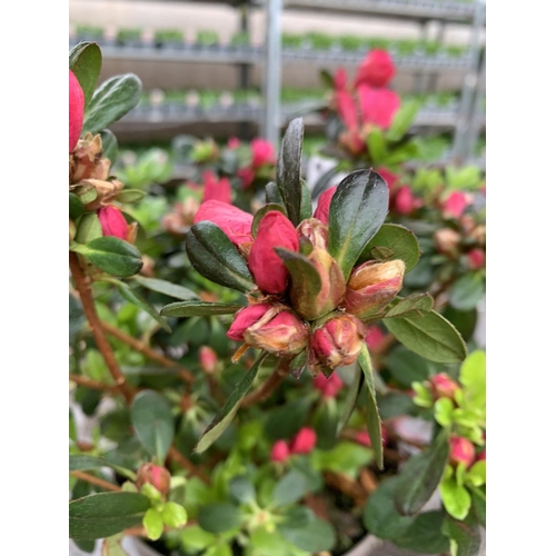 79 - THREE AZALEA JAPONICA MOEDERKENSDAG IN 2 LTR POTS TO BE SOLD FOR THE THREE PLUS VAT