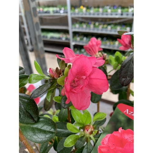 79 - THREE AZALEA JAPONICA MOEDERKENSDAG IN 2 LTR POTS TO BE SOLD FOR THE THREE PLUS VAT