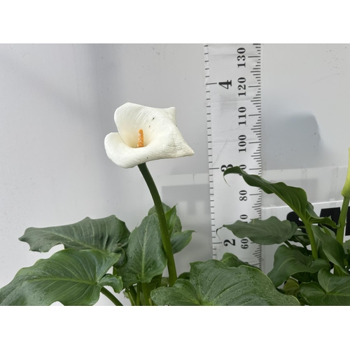 80 - CALLA ZANTEDESCHIA AETHIOPICA NATURAL BEAUTY IN 4 LTR POTS HEIGHT 120CM TO BE SOLD FOR THE TWO PLUS ... 