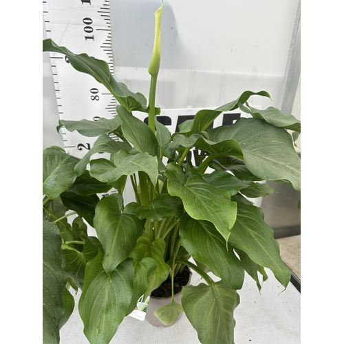 80 - CALLA ZANTEDESCHIA AETHIOPICA NATURAL BEAUTY IN 4 LTR POTS HEIGHT 120CM TO BE SOLD FOR THE TWO PLUS ... 