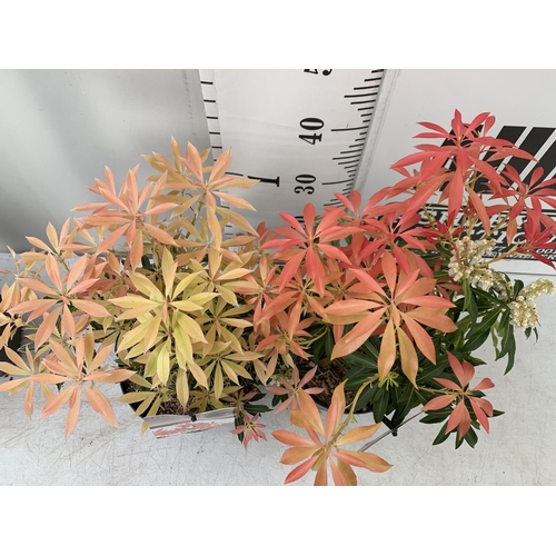 84 - TWO PIERIS JAPONICA 'FLAMING SILVER' AND 'FOREST FLAME' IN 3 LTR POTS 45CM TALL PLUS VAT TO BE SOLD ... 