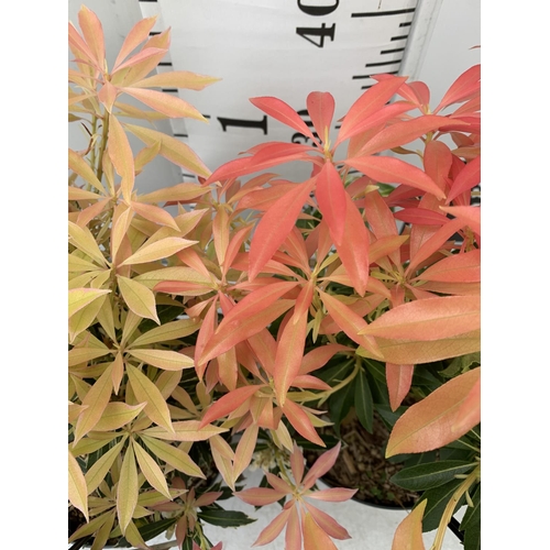 84 - TWO PIERIS JAPONICA 'FLAMING SILVER' AND 'FOREST FLAME' IN 3 LTR POTS 45CM TALL PLUS VAT TO BE SOLD ... 