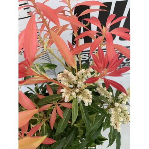 84 - TWO PIERIS JAPONICA 'FLAMING SILVER' AND 'FOREST FLAME' IN 3 LTR POTS 45CM TALL PLUS VAT TO BE SOLD ... 