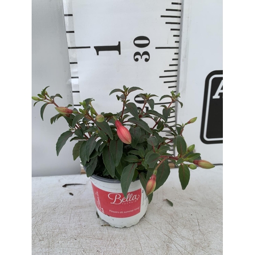 85 - TWELVE FUCHSIA BELLA TRAILING PLANTS ON A TRAY IN P10 POTS PLUS VAT TO BE SOLD FOR THE TWELVE