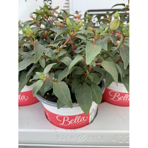 85 - TWELVE FUCHSIA BELLA TRAILING PLANTS ON A TRAY IN P10 POTS PLUS VAT TO BE SOLD FOR THE TWELVE