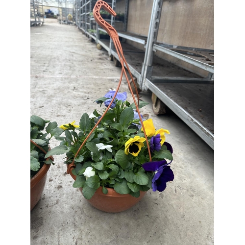 86 - FIVE PANSY HANGING BASKETS TO BE SOLD FOR THE FIVE PLUS VAT