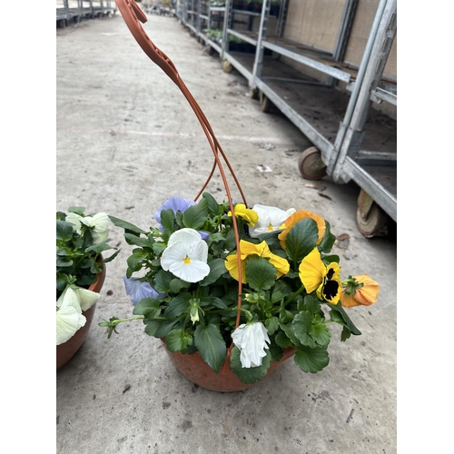 87 - FIVE PANSY HANGING BASKETS TO BE SOLD FOR THE FIVE PLUS VAT