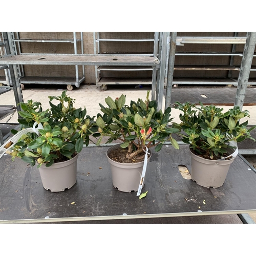 88 - THREE RHODODENDRON NANCY EVANS YELLOW IN 3 LTR POTS TO BE SOLD FOR THE THREE PLUS VAT