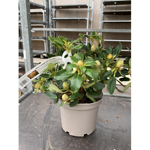 88 - THREE RHODODENDRON NANCY EVANS YELLOW IN 3 LTR POTS TO BE SOLD FOR THE THREE PLUS VAT