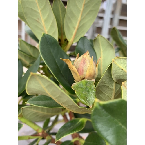 88 - THREE RHODODENDRON NANCY EVANS YELLOW IN 3 LTR POTS TO BE SOLD FOR THE THREE PLUS VAT