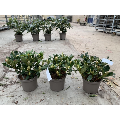 88A - THREE RHODODENDRON NANCY EVANS YELLOW IN 3 LTR POTS TO BE SOLD FOR THE THREE PLUS VAT