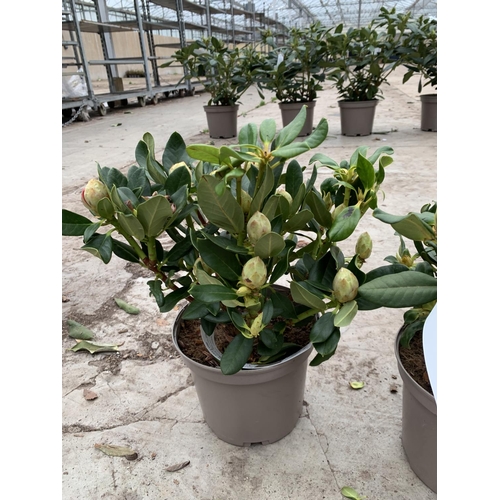 88A - THREE RHODODENDRON NANCY EVANS YELLOW IN 3 LTR POTS TO BE SOLD FOR THE THREE PLUS VAT