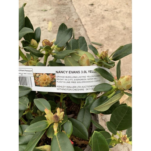 88A - THREE RHODODENDRON NANCY EVANS YELLOW IN 3 LTR POTS TO BE SOLD FOR THE THREE PLUS VAT