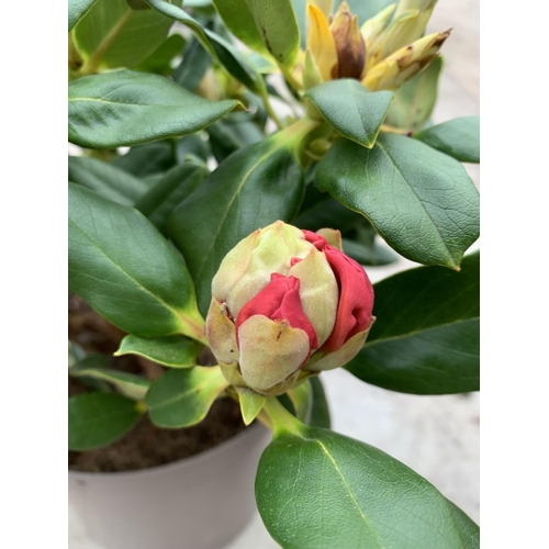 88A - THREE RHODODENDRON NANCY EVANS YELLOW IN 3 LTR POTS TO BE SOLD FOR THE THREE PLUS VAT