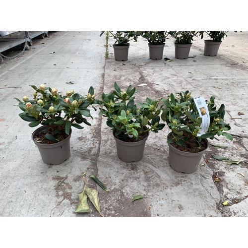 89 - THREE RHODODENDRON NANCY EVANS YELLOW IN 3 LTR POTS TO BE SOLD FOR THE THREE PLUS VAT