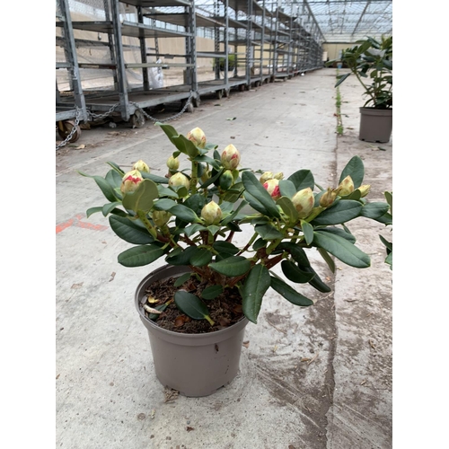 89 - THREE RHODODENDRON NANCY EVANS YELLOW IN 3 LTR POTS TO BE SOLD FOR THE THREE PLUS VAT