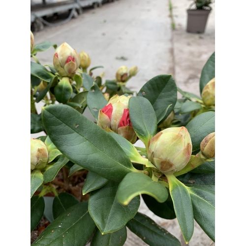 89 - THREE RHODODENDRON NANCY EVANS YELLOW IN 3 LTR POTS TO BE SOLD FOR THE THREE PLUS VAT