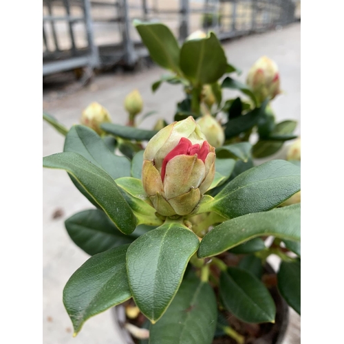 89 - THREE RHODODENDRON NANCY EVANS YELLOW IN 3 LTR POTS TO BE SOLD FOR THE THREE PLUS VAT