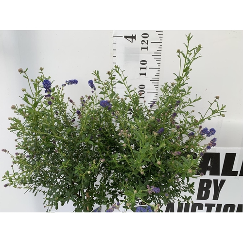 9 - TWO CEANOTHUS STANDARD TREES 'CONCHA' IN FLOWER APPROX 120CM IN HEIGHT IN 3LTR POTS PLUS VAT TO BE S... 