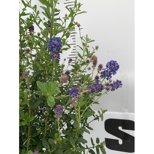 9 - TWO CEANOTHUS STANDARD TREES 'CONCHA' IN FLOWER APPROX 120CM IN HEIGHT IN 3LTR POTS PLUS VAT TO BE S... 